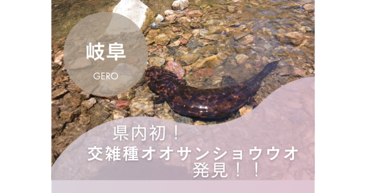 県内初！交雑種オオサンショウウオ発見！