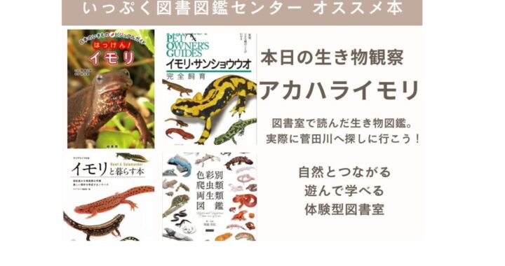 オススメ本4選　本日の生き物観察『アカハライモリ』