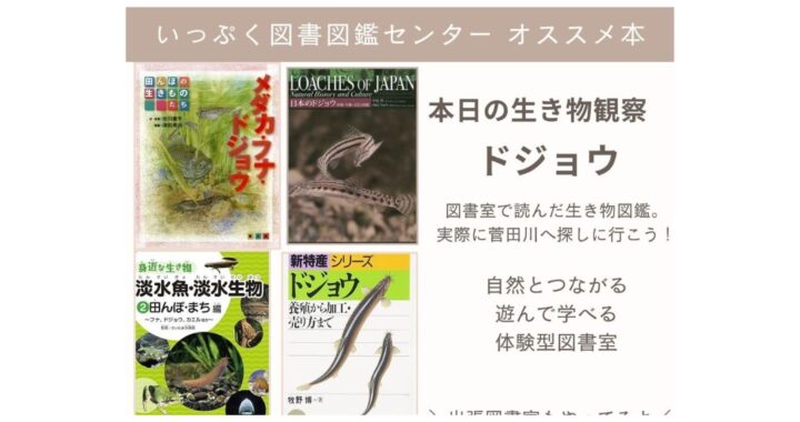 オススメ本4選　本日の生き物観察『ドジョウ』