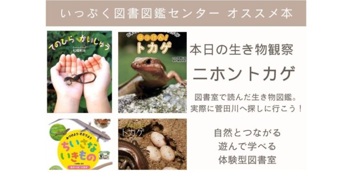 オススメ本4選　本日の生き物観察『ニホントカゲ』