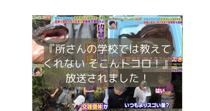 『所さんの学校では教えてくれない そこんトコロ！』放送されました！菅田川のオオサンショウウオ交雑種問題