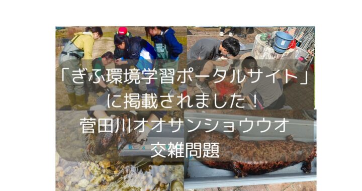 「ぎふ環境学習ポータルサイト」に掲載されました！菅田川オオサンショウウオ交雑問題