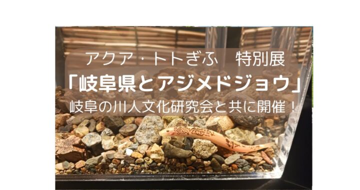 アクア・トトぎふ　特別展「岐阜県とアジメドジョウ」岐阜の川人文化研究会と共に開催！